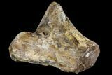 Partial Hadrosaur (Edmontosaurus) Tibia - South Dakota #113066-6